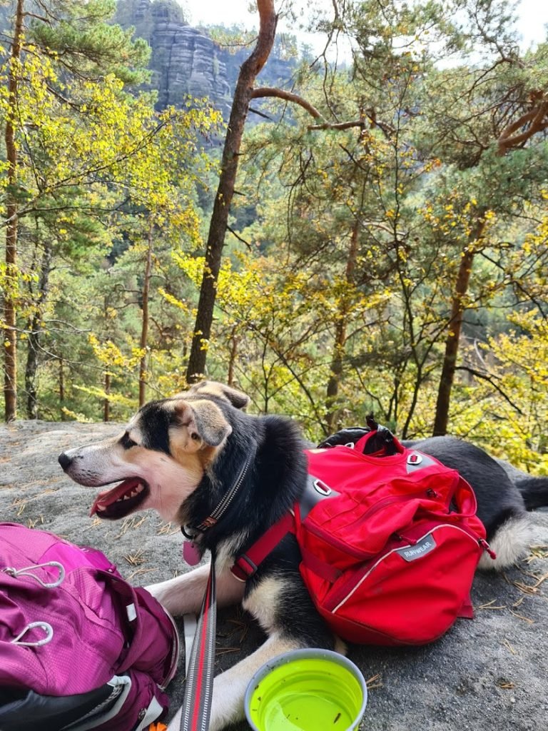 Akai resting during a woodland hike