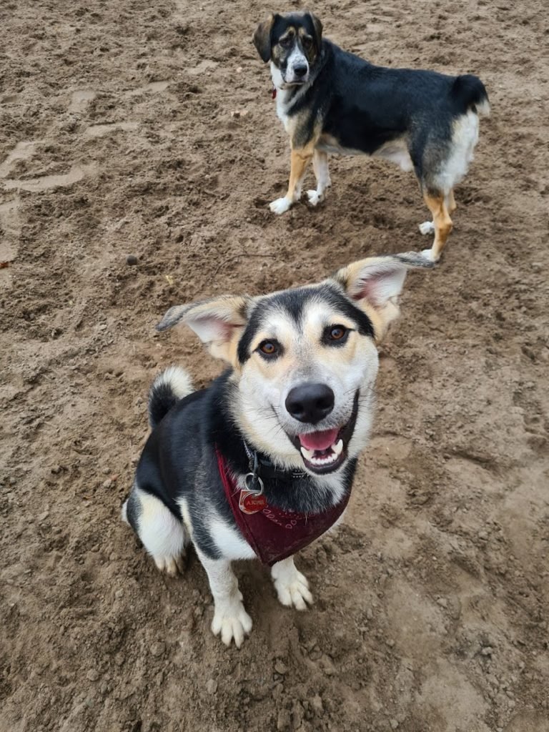 Akai sitting on a sandy path with another dog behind him