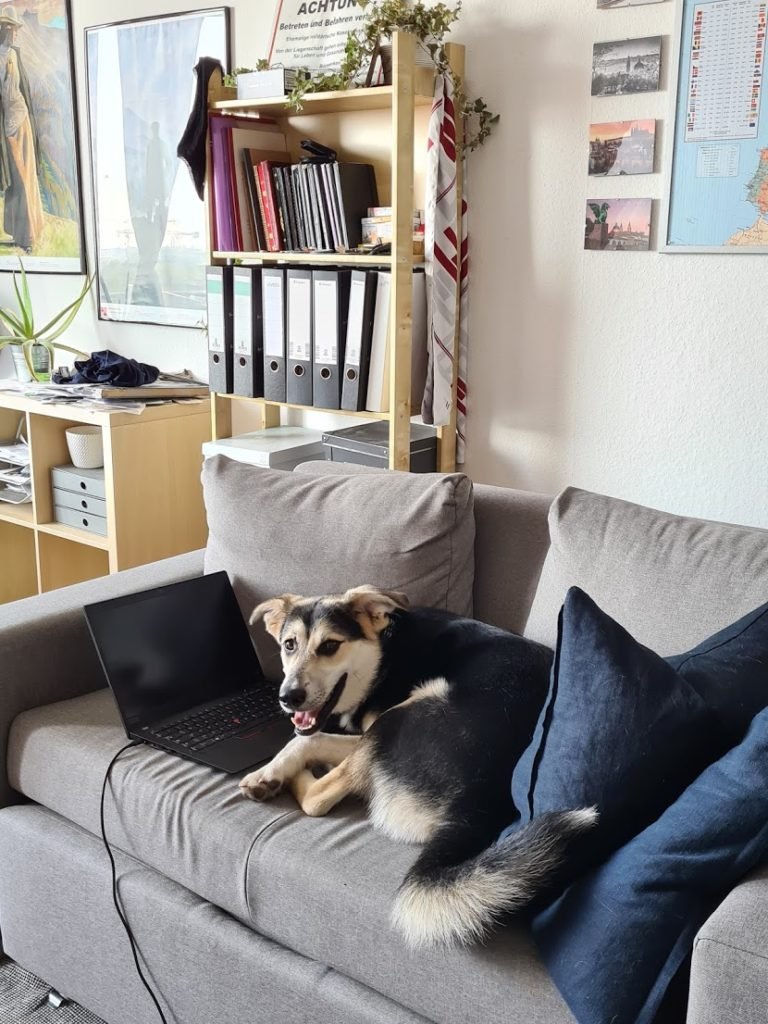 Akai relaxing on a sofa beside a laptop